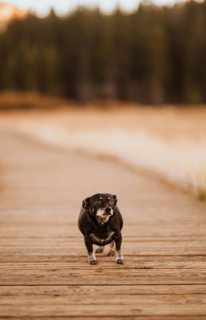 A Dachshund being photographed in Lake Tahoe.